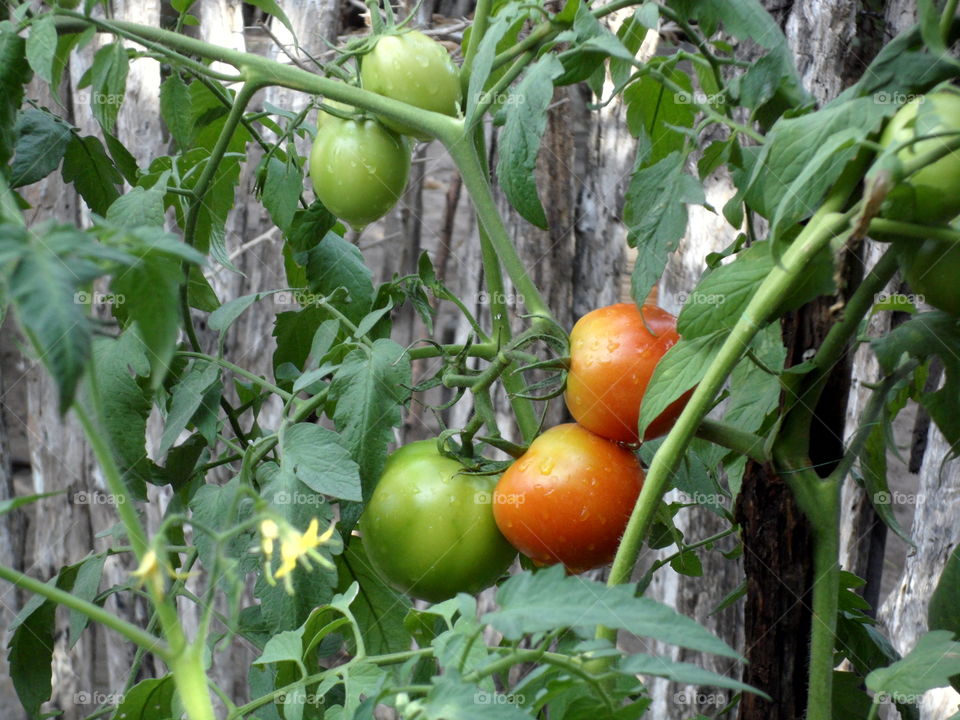 Close-up of tomato plant