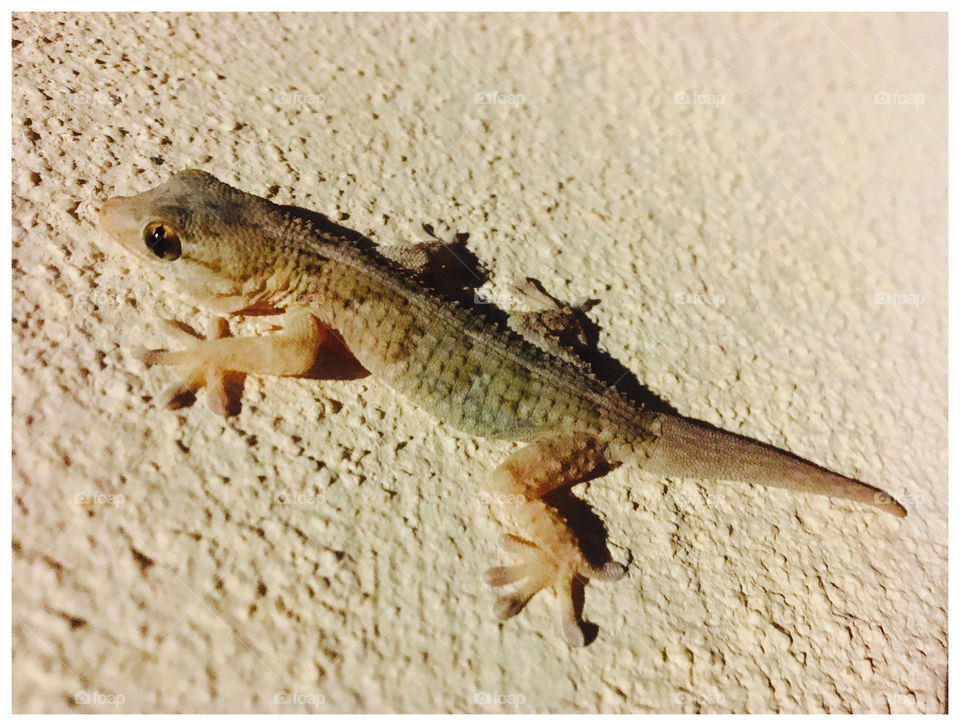 Gecko 