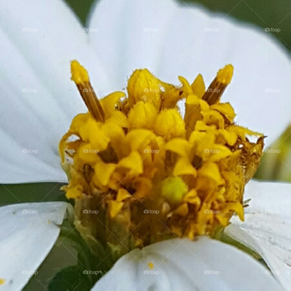 tiny wildflower