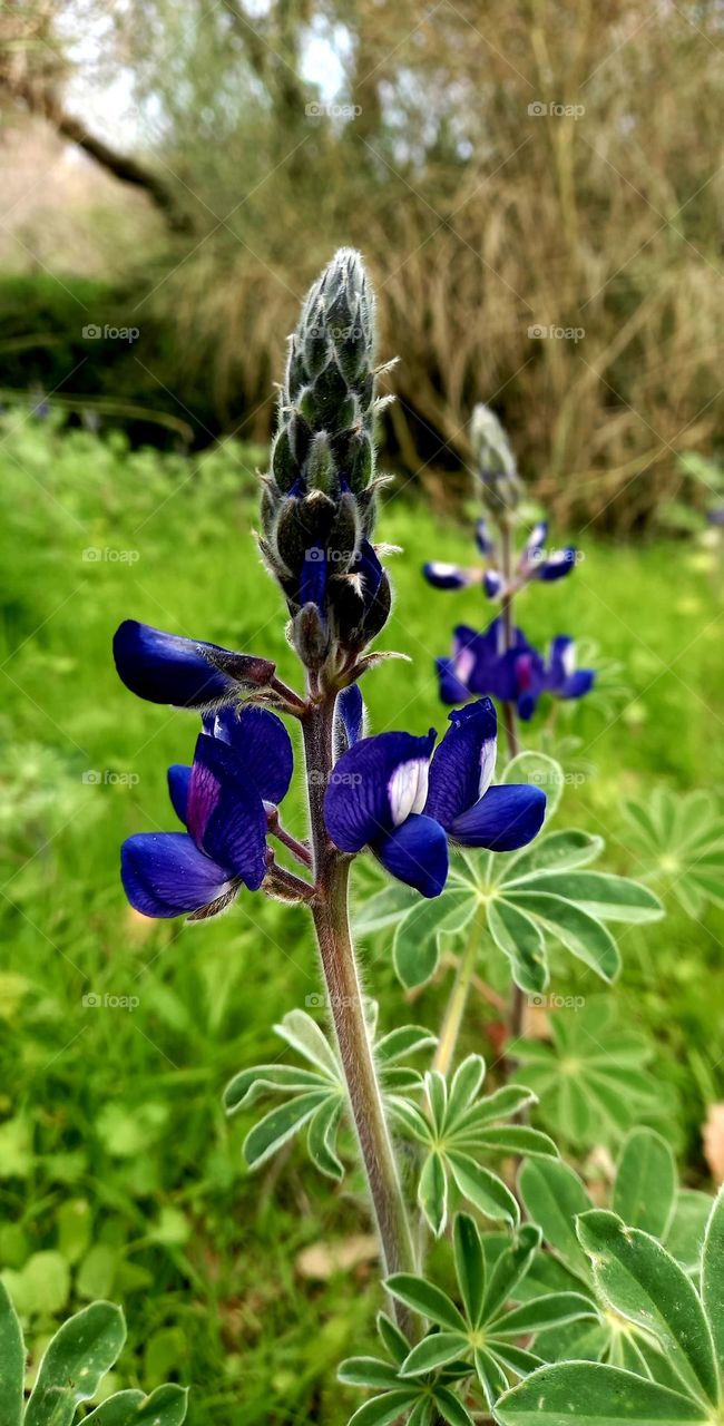 purple flowers in the winter