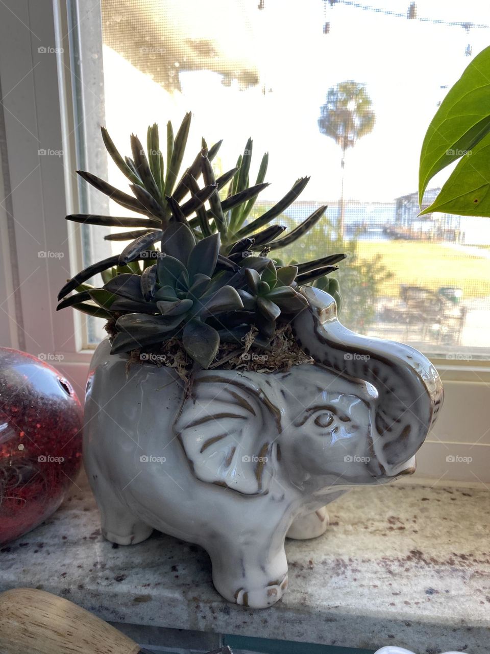 Succulents in an elephant pot