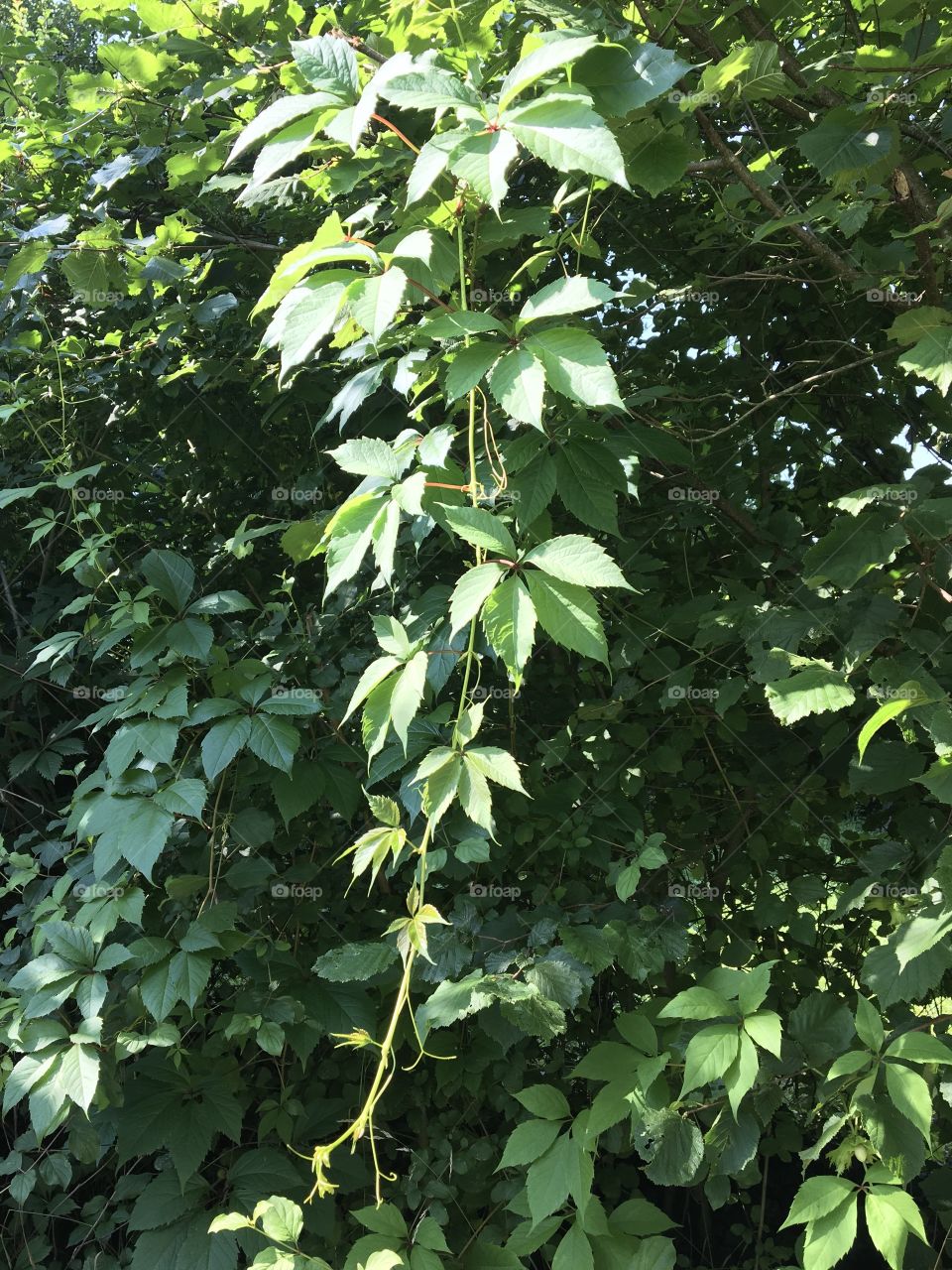 Virginia creeper in sunshine 