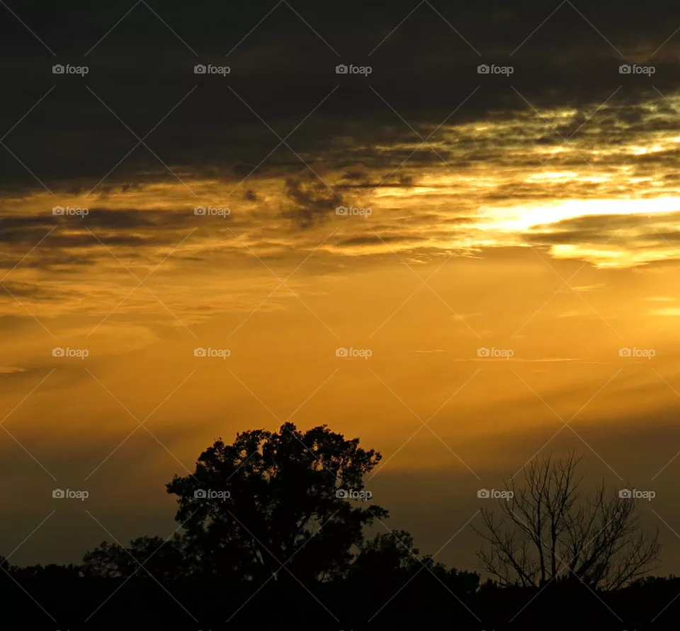Golden skies