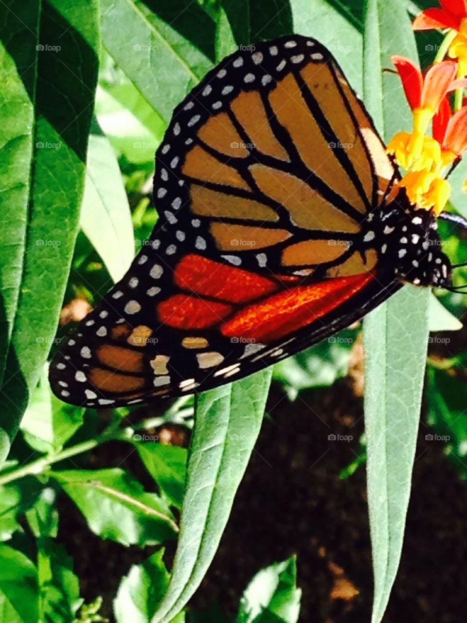 Monarch in Milkweed