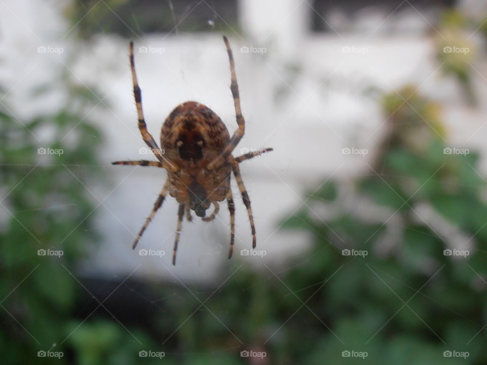 A Spider On A Web