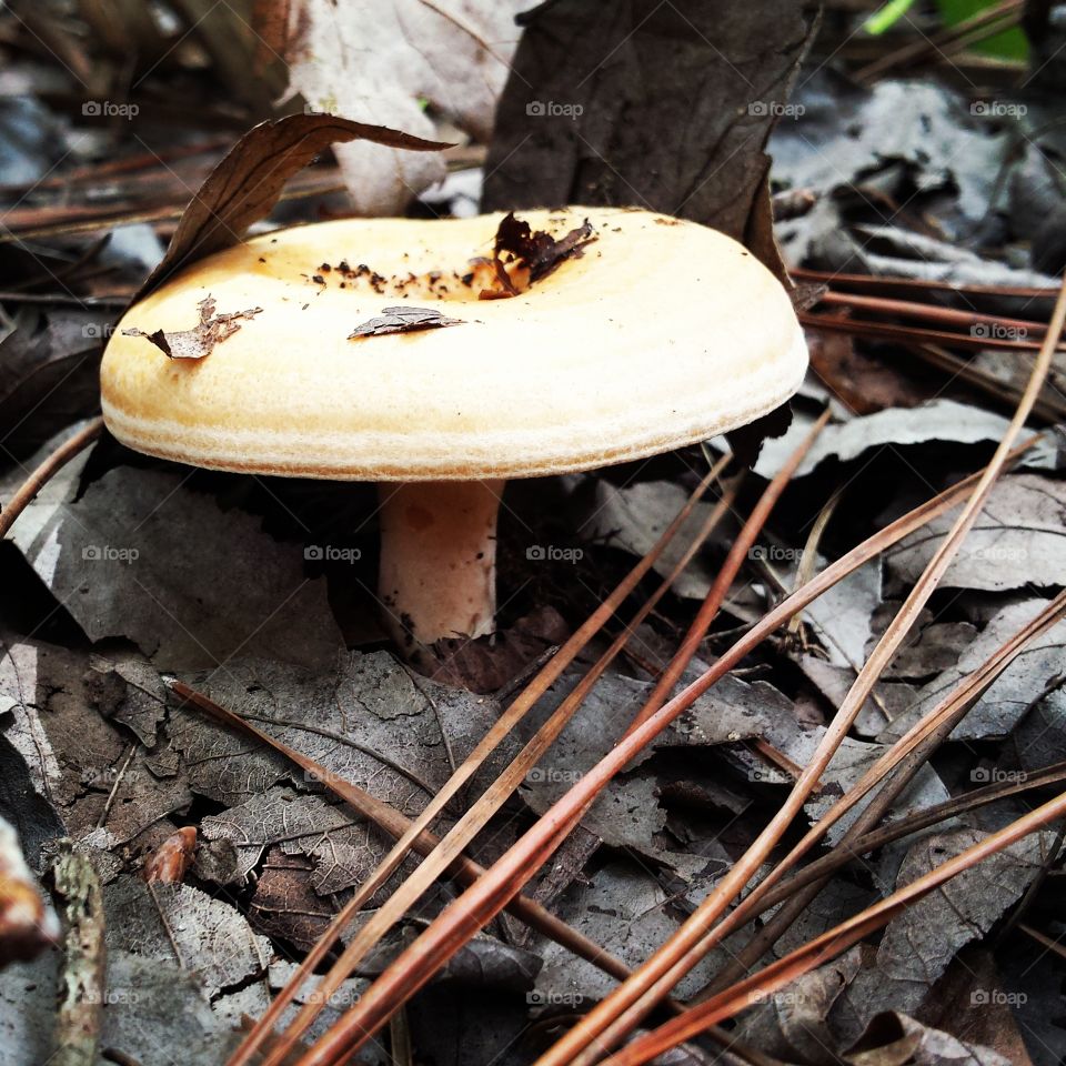 Rising from the Earth. Mushroom on the Rise
