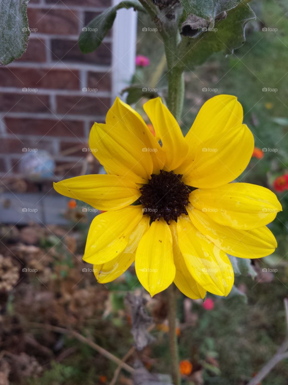 Sunflower Story
