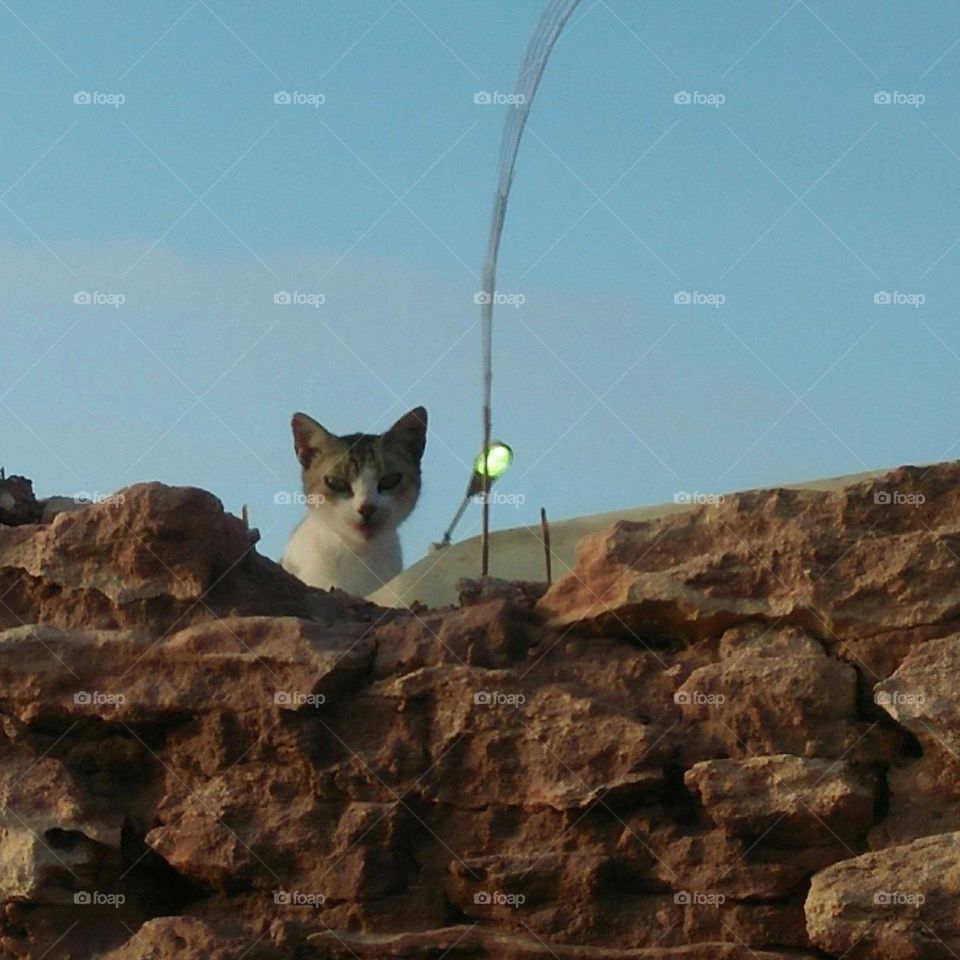 Beautiful cat looking at camera.