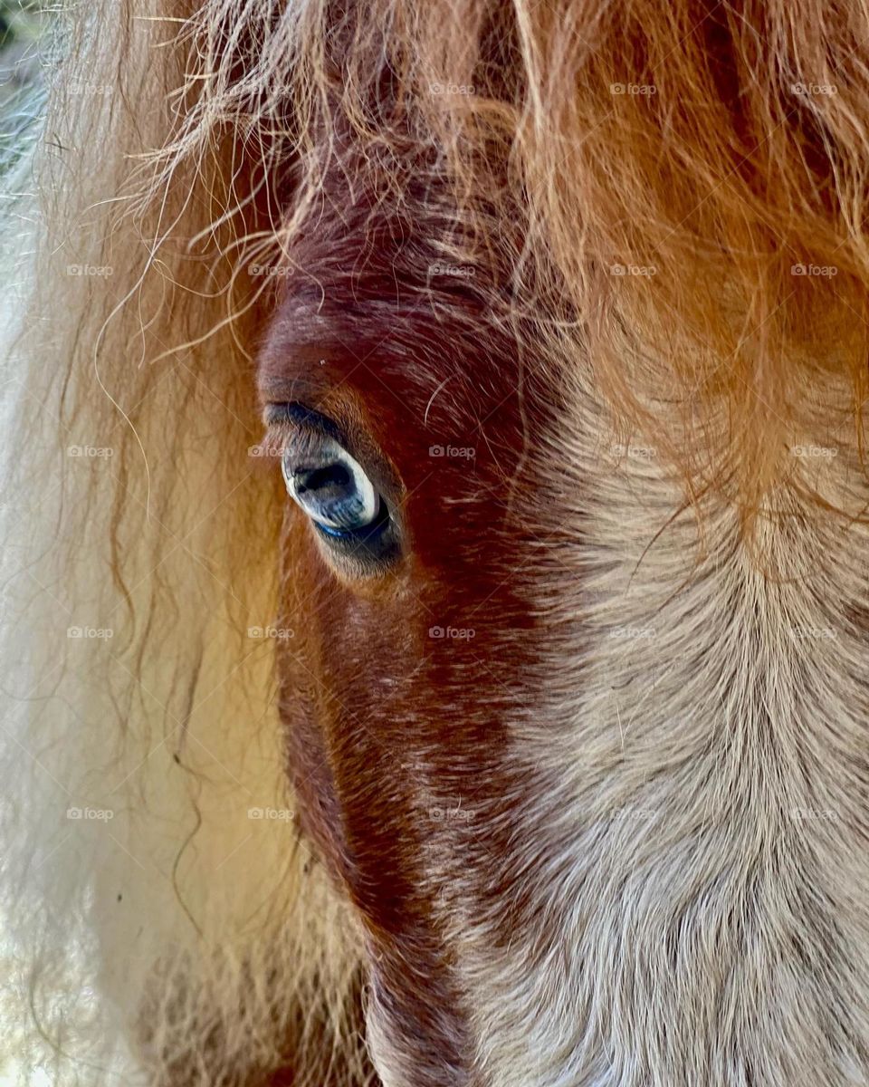 My beautiful rescue boy, Copper 