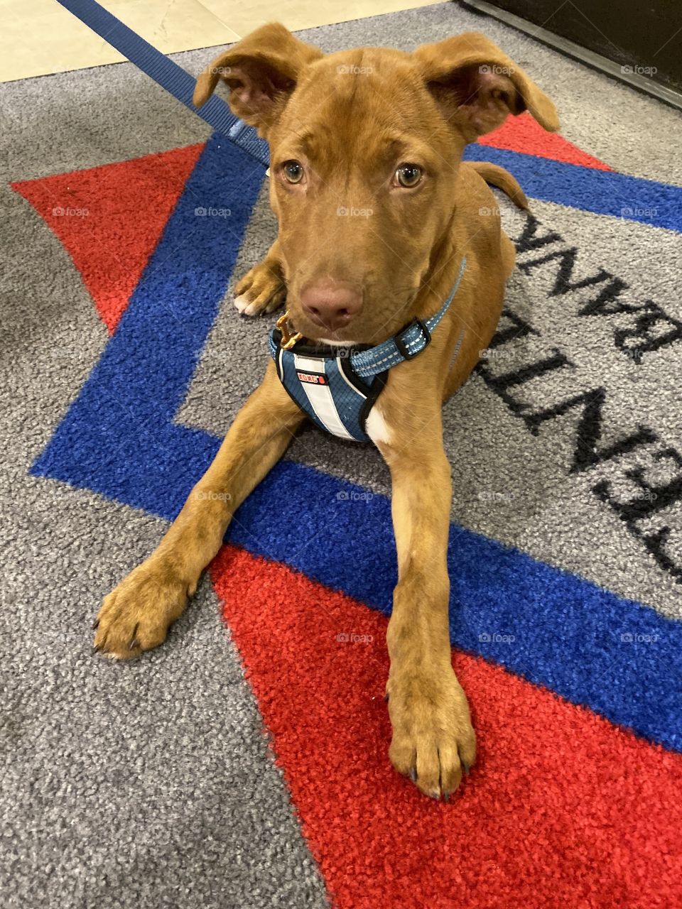 Pup at the bank