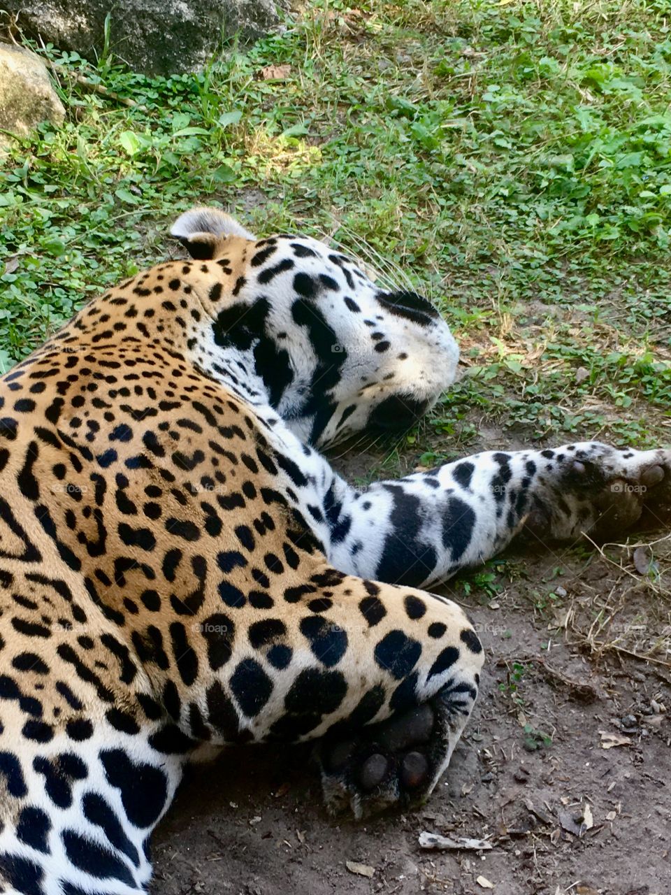 Sleeping jaguar