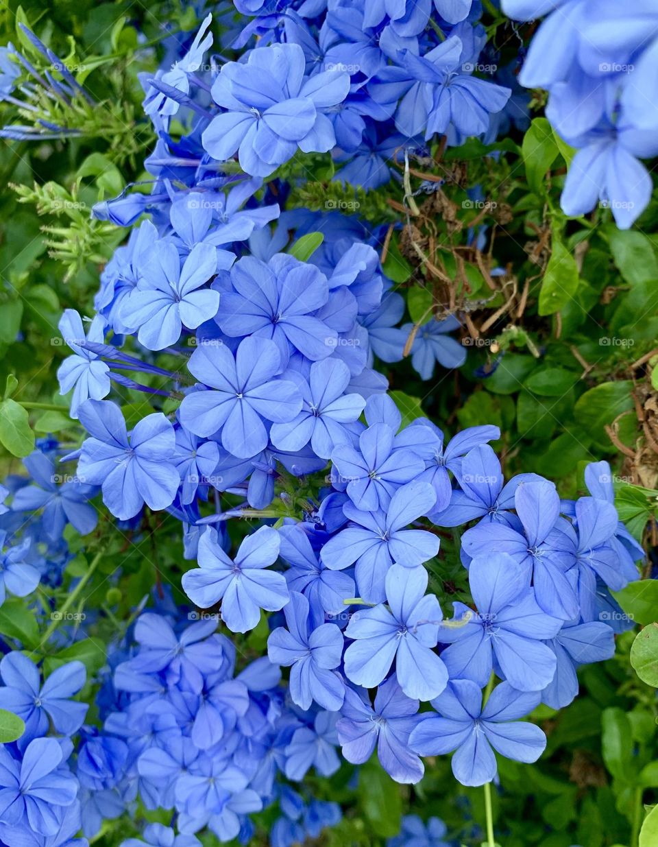 wonderful flowering of plumbago, little blue flowers of climbing plant