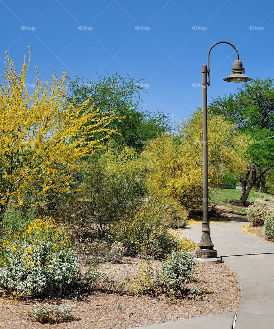 Spring in a Desert Park