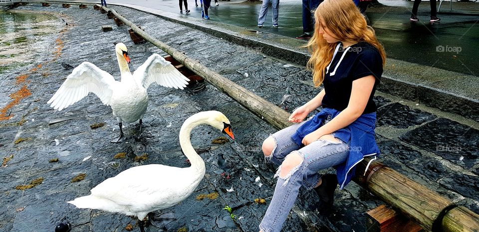 Swans 🕊️