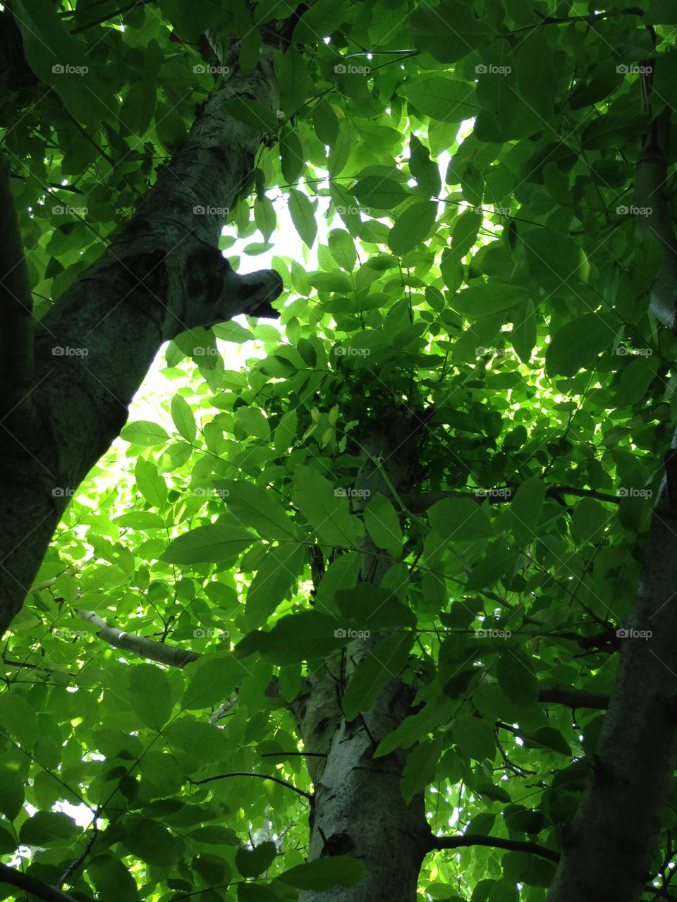 green nature three plovdiv by TheShaman
