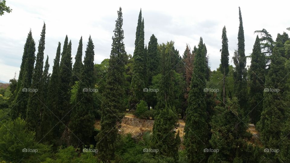 No Person, Tree, Wood, Conifer, Outdoors