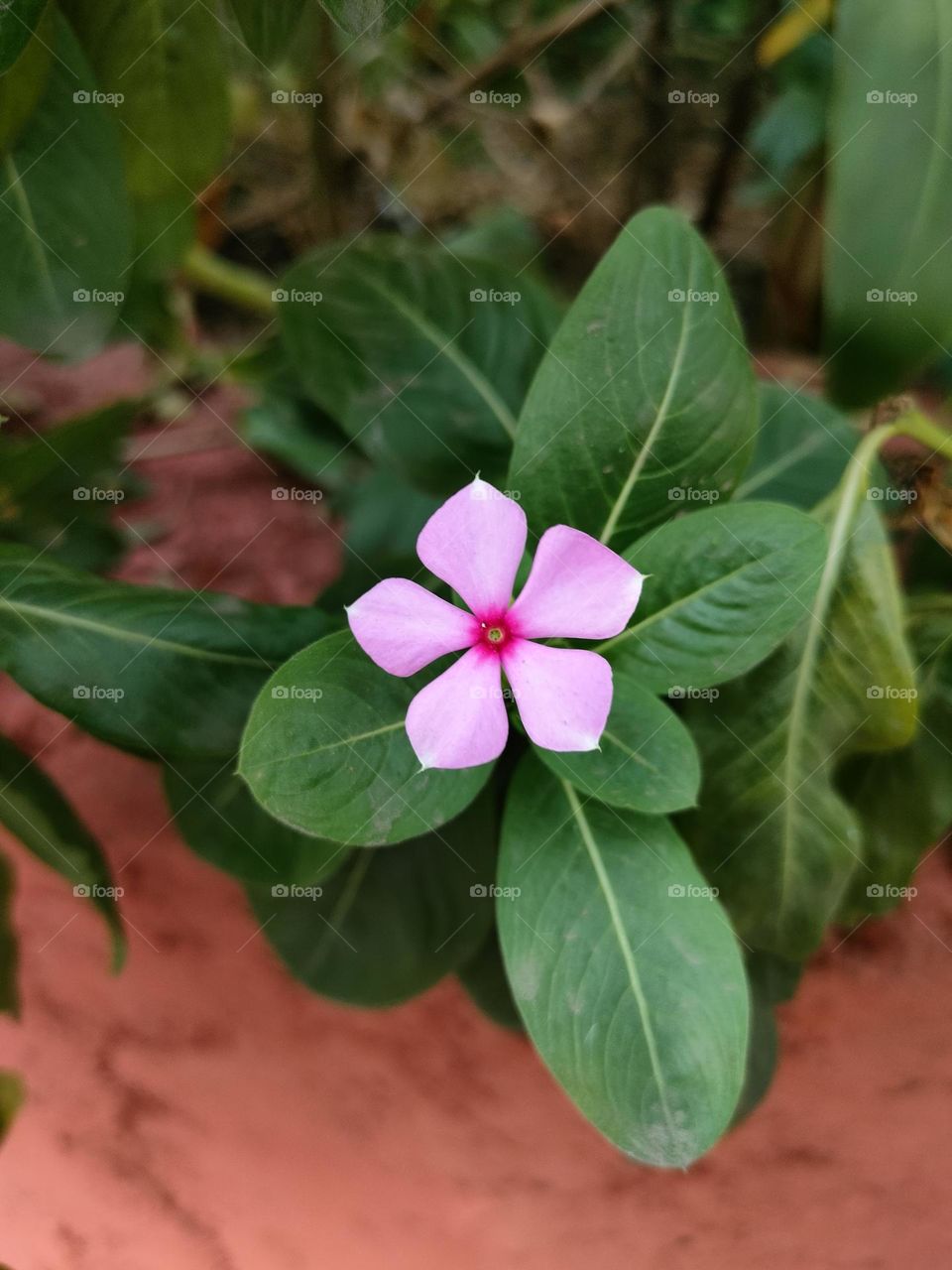 Amazing Photography of Plants, Beautiful Plants, Portrait of the Plants