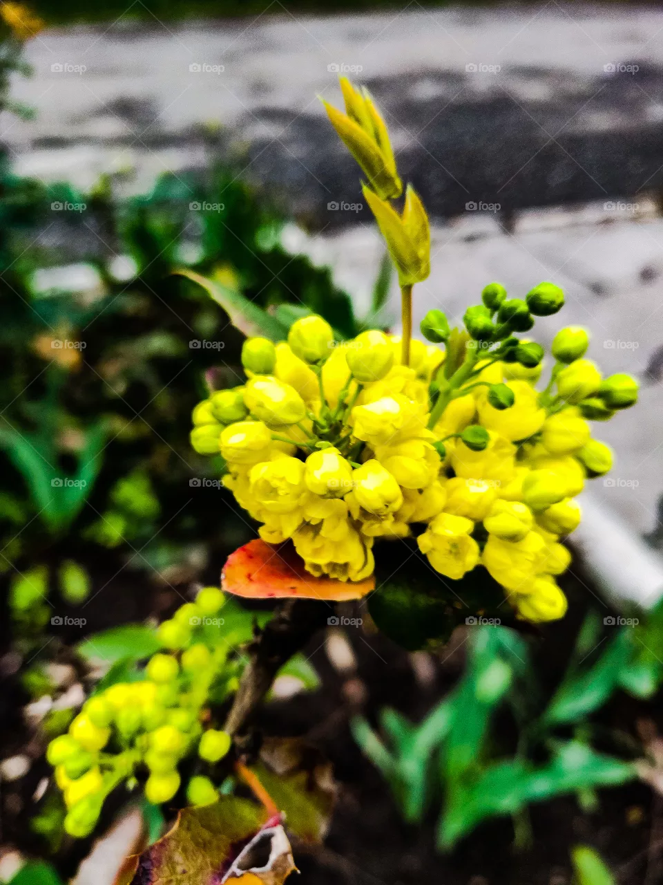 yellow