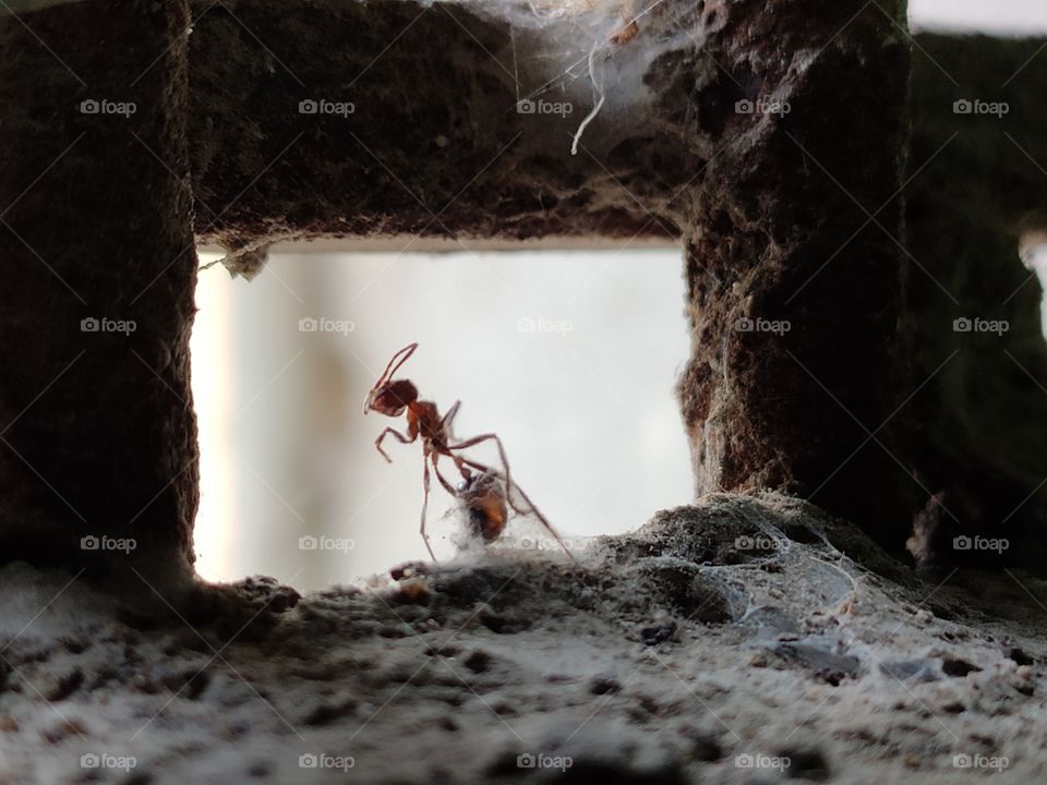 Ant & spider