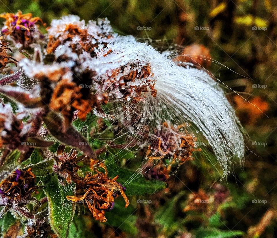 Close-up of frozen dry flower plant