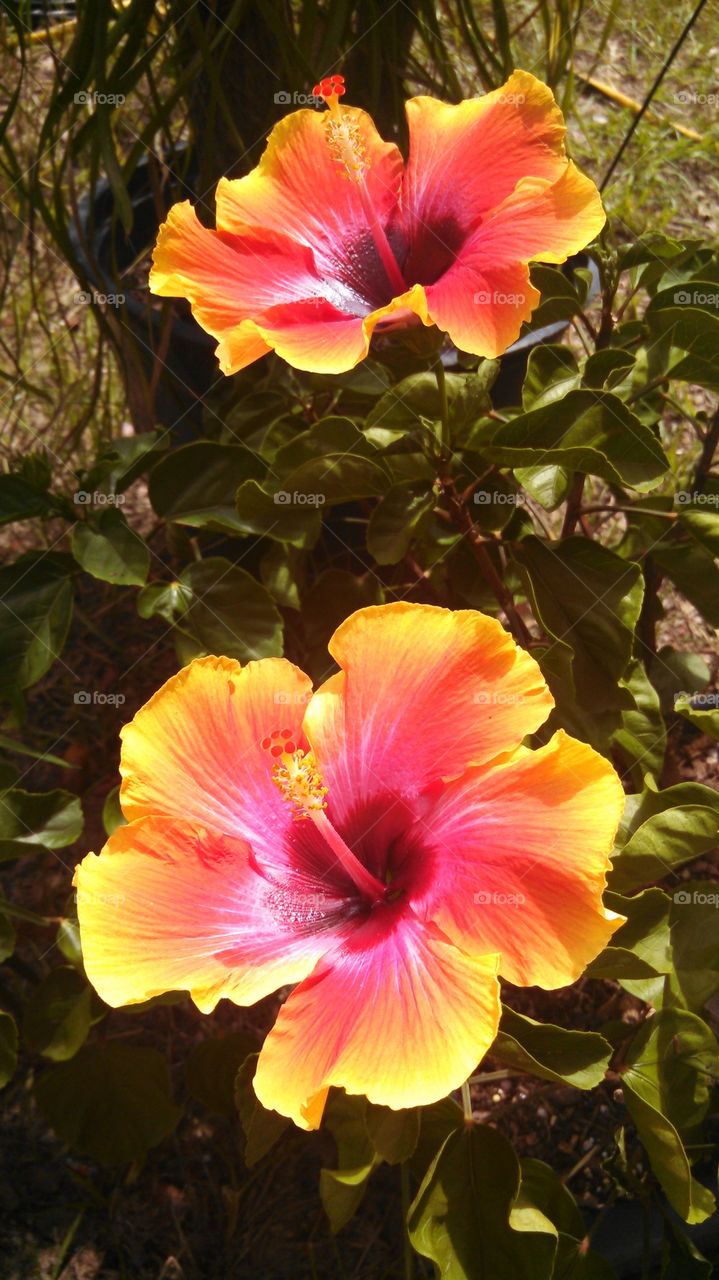 double hibiscus