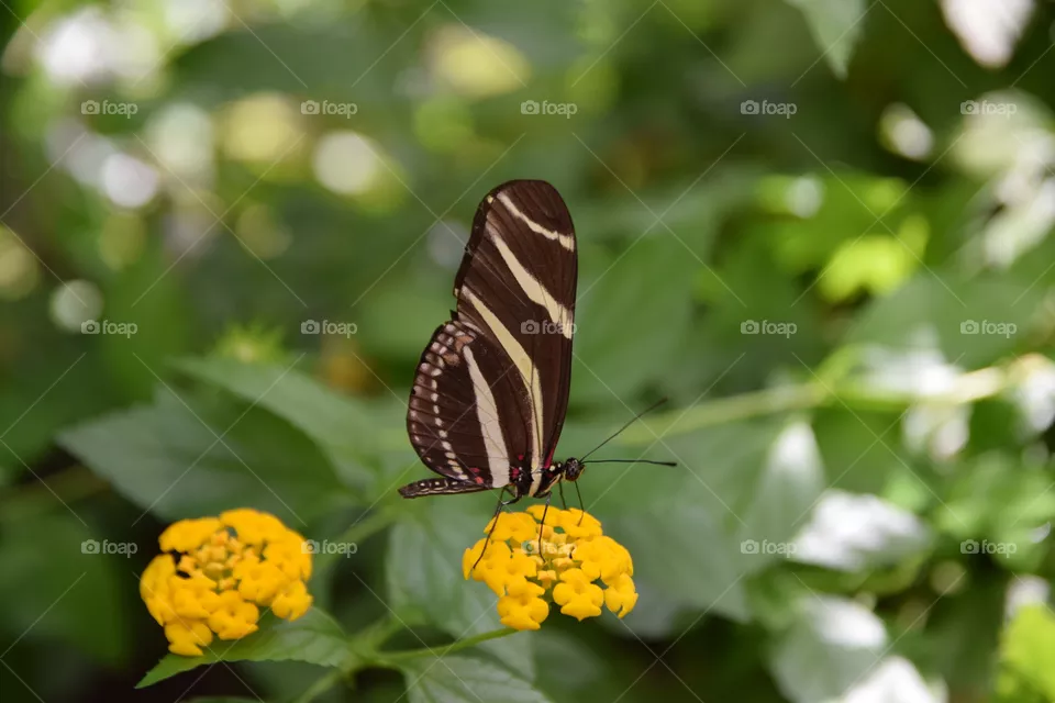 Falter auf Blume