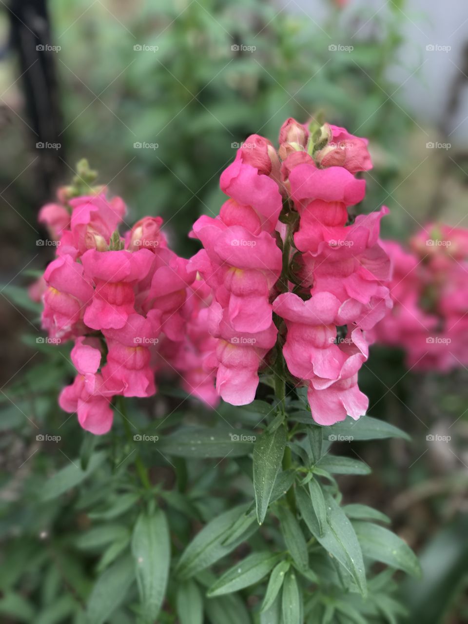 Passionate about Pink