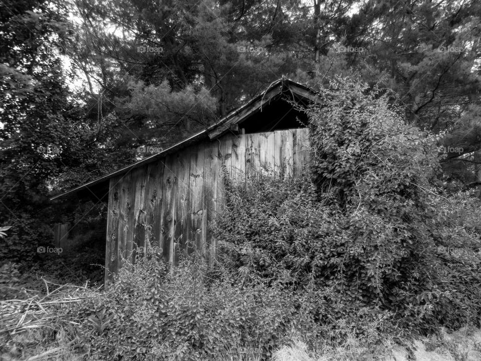 downcast barn b/w