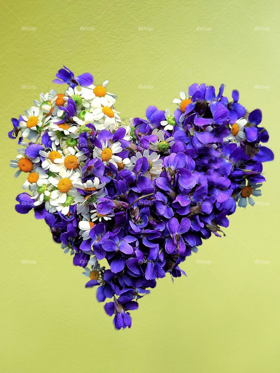 Spring has sprung. Wildflowers. Heart of purple field violet flowers and white chamomile flowers. Background yellow