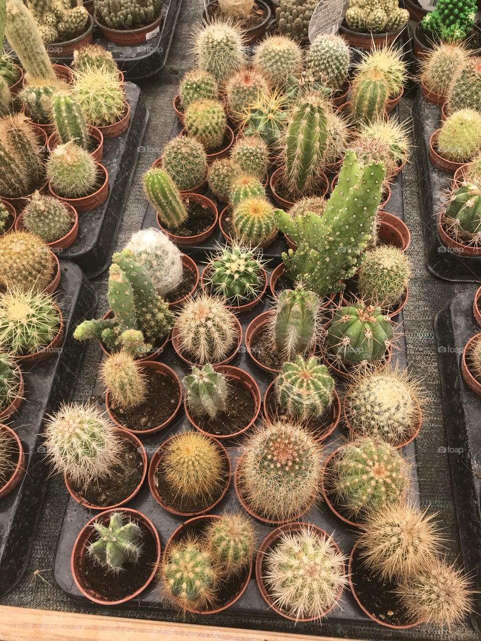 Cactos 