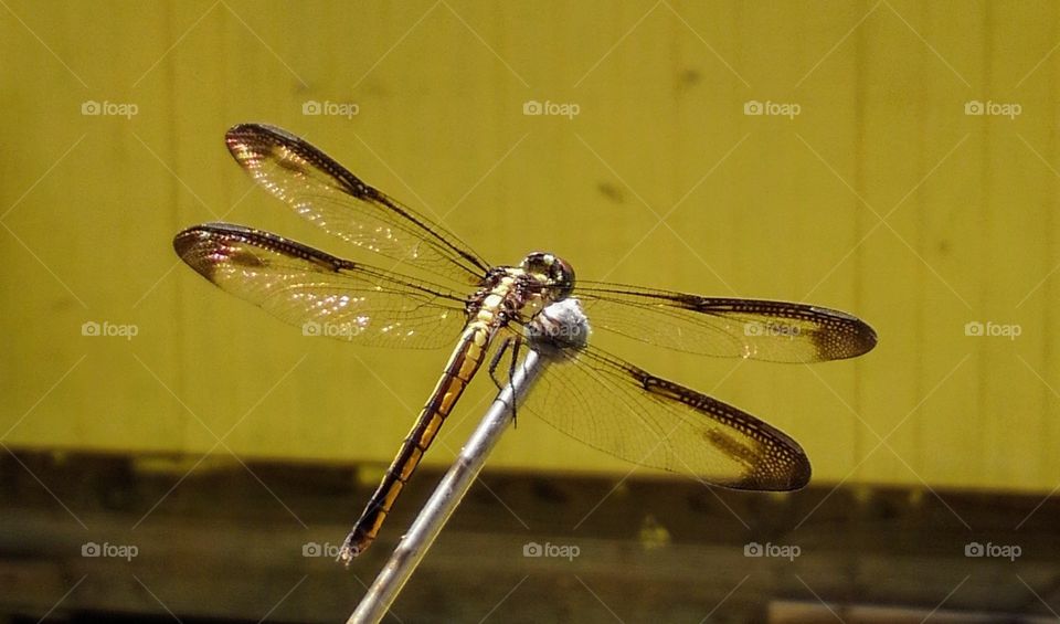 dragonfly 1