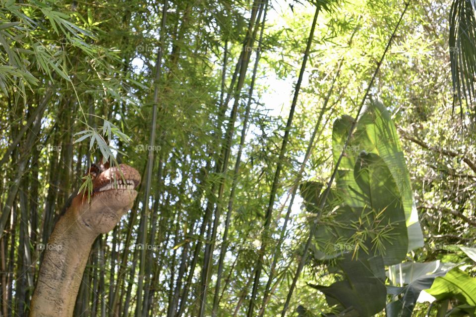 Peaking head of dinosaur in trees at zoo