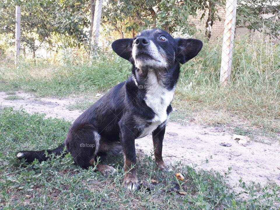 Small black dog sitting on the grass