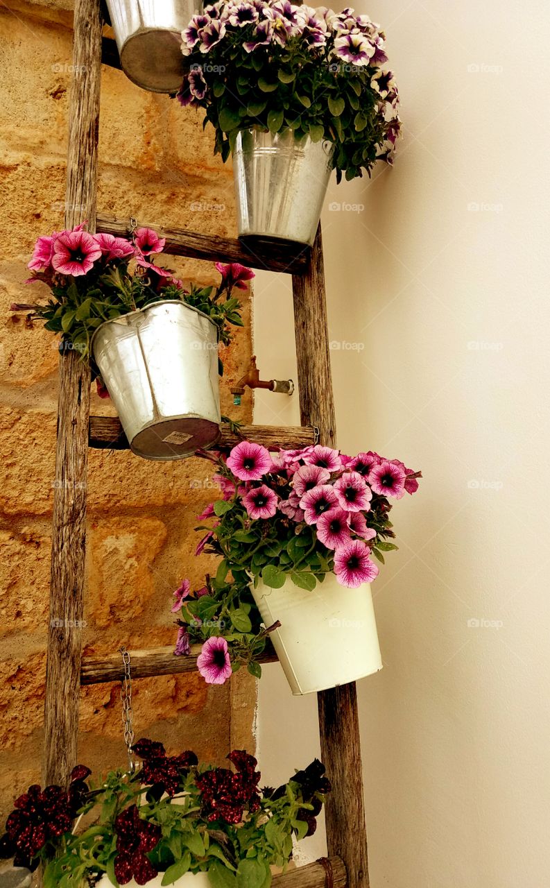 Colorful flowers graciously arranged in buckets hung to a wooden ladder outside our country house. Corigliano D'Otranto, Italy