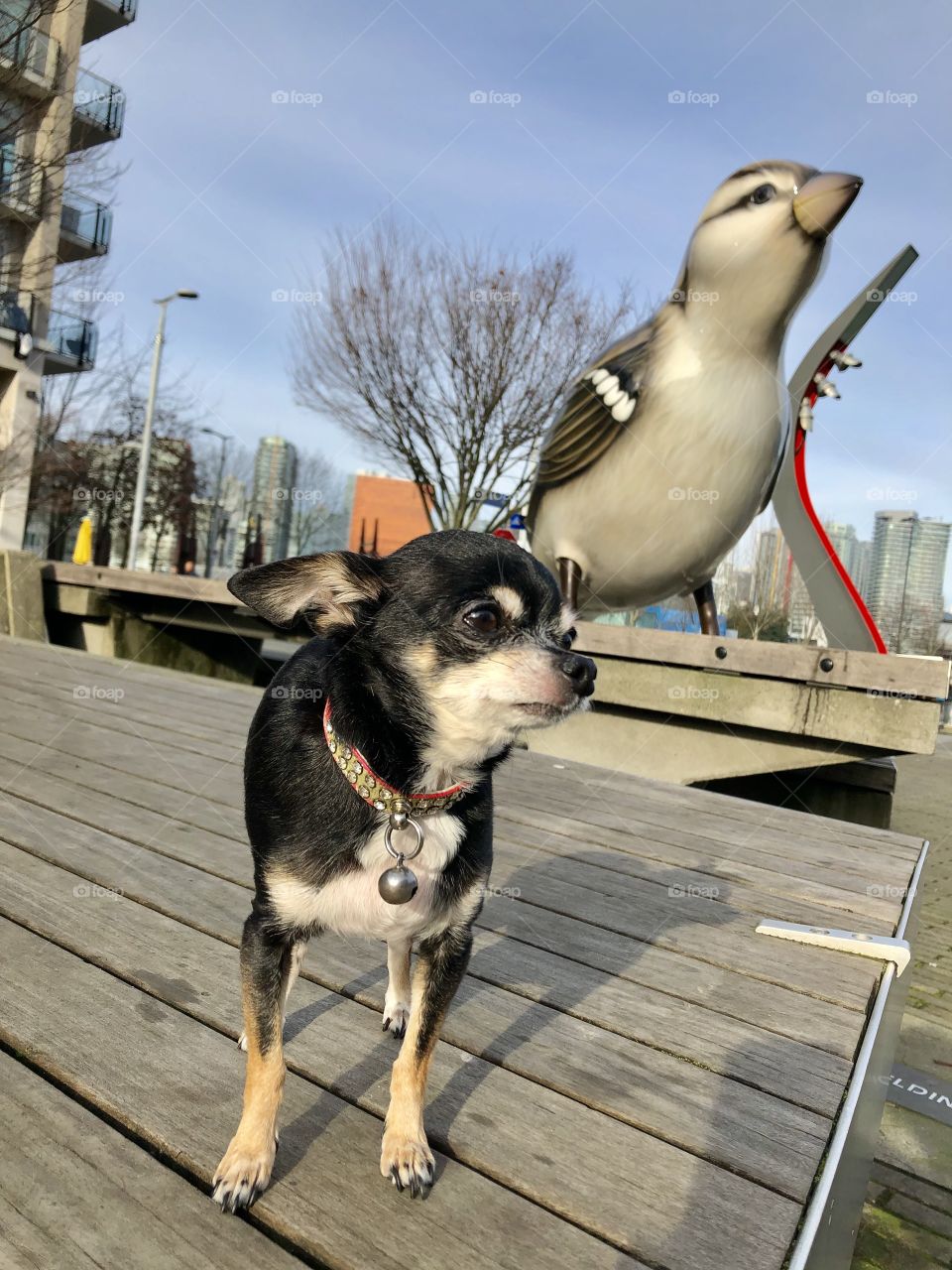 Bird and Dog Together 