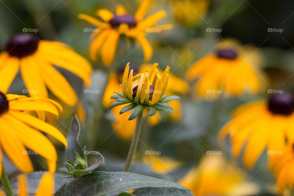 Black eye susan