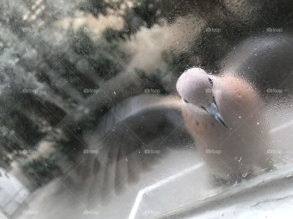 Does this laughing dove have a message for me?