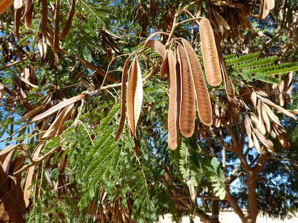 Seed pods 