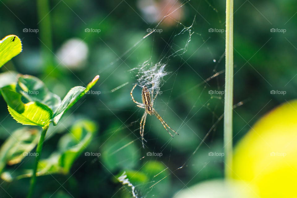 Little spider on the web