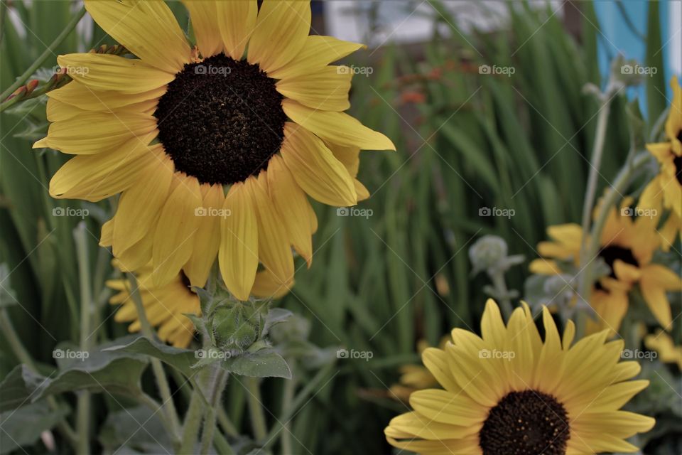 sunflower