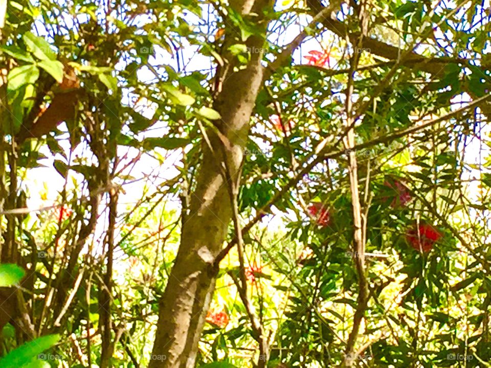 Trees and flowers 