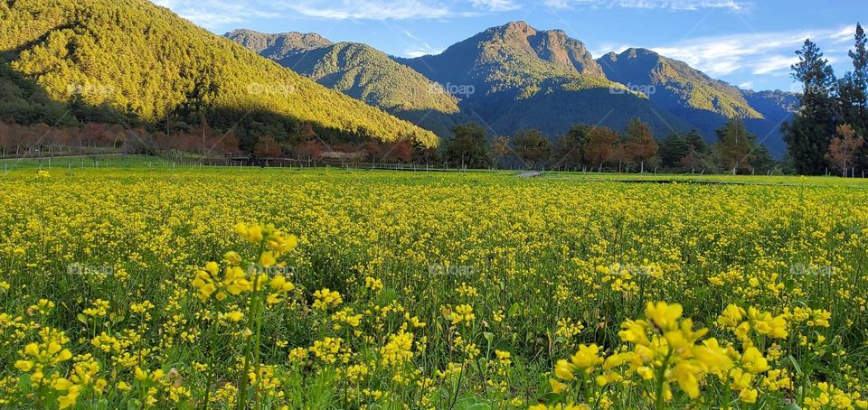 Beautiful mountain and flower garden