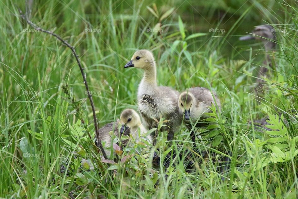 Gosling Time 