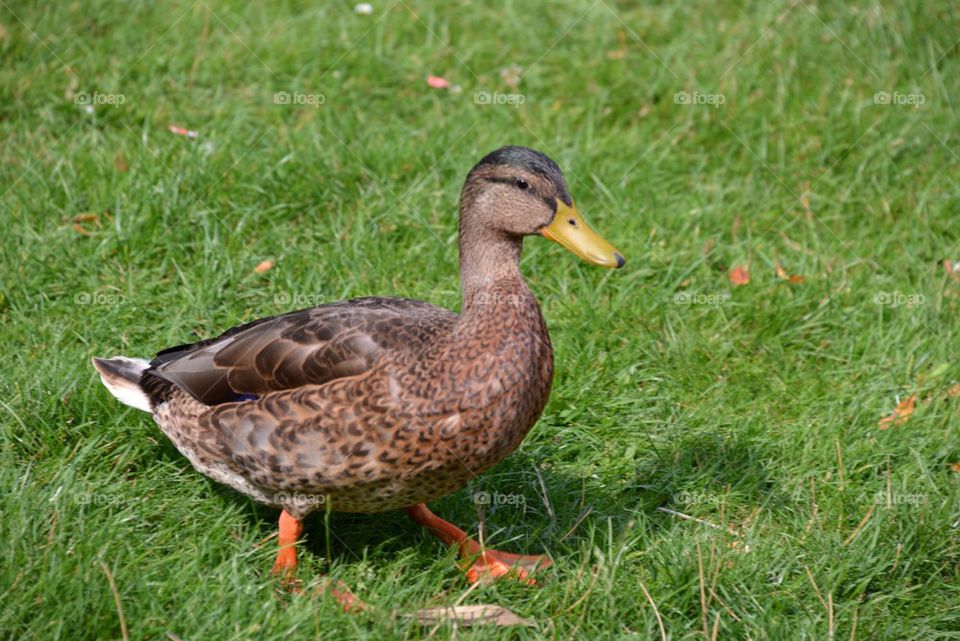 A duck on the walk