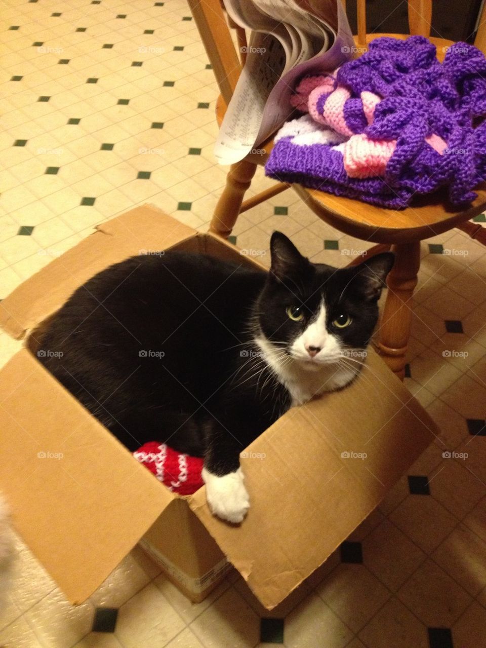 Riley in the box