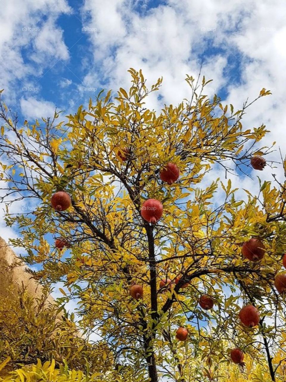 dim light of the sun! cool and sometimes cold breeze! golden and beautiful nature! sad orange sunsets!red pomegranates! smell of the school smell of the rain... Fall is very beautiful....