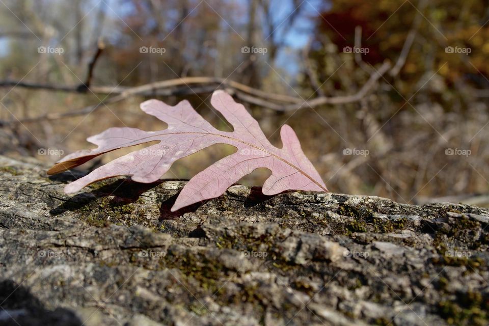 Red oak leaf 