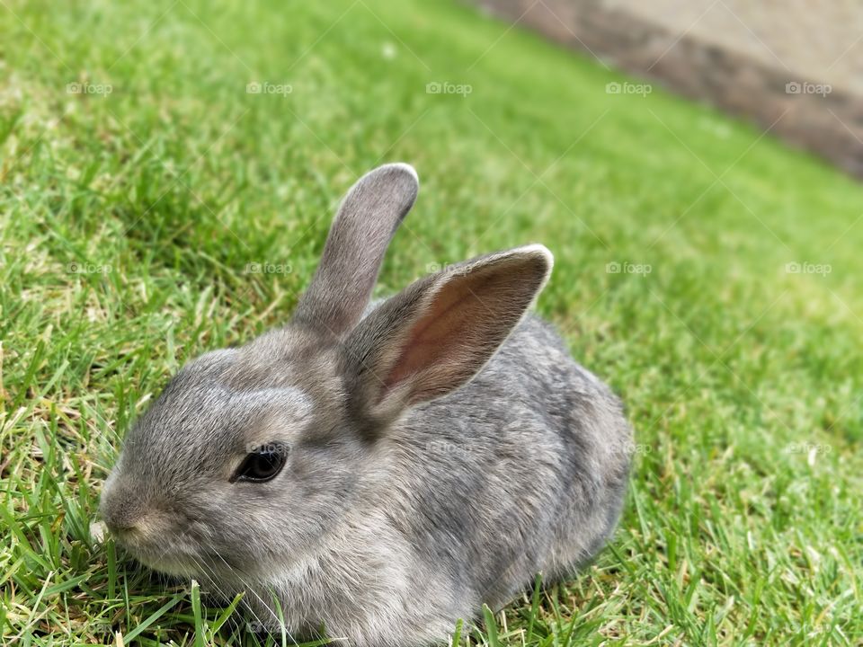 Took this one in my garden🐇🏡

please keep in mind that this application lowers the Quality of my photos. Buyers will get the High resolution Quality.