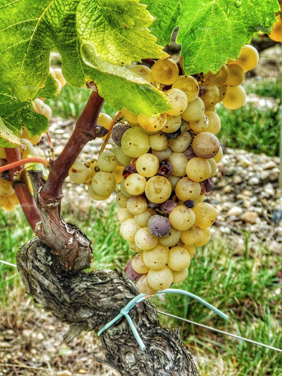 Sauternes grapes