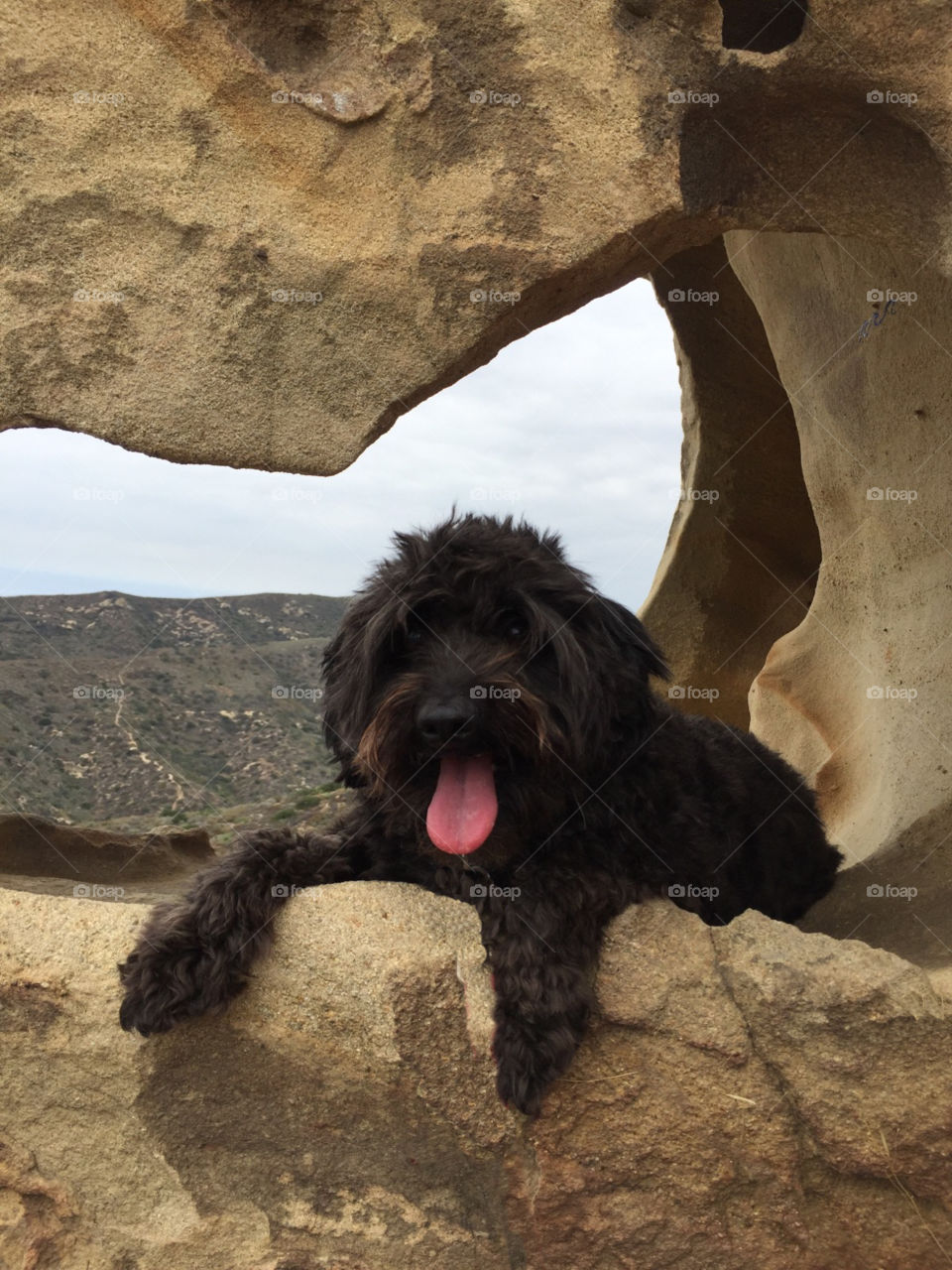 Dog in a rock 